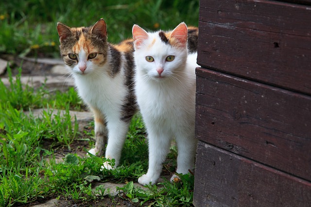 animal-21584_640