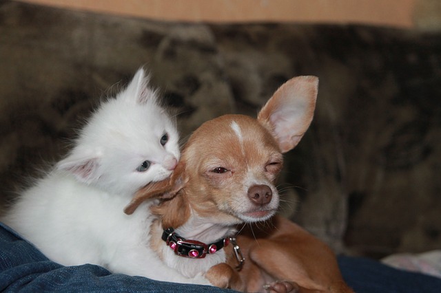 dog_cat